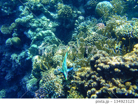Fish over coral reef underwater. Tropical marine ecosystem with striped colors in clear blue water, 134923125