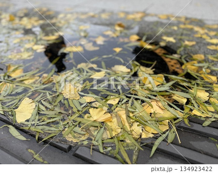 歩道の水たまりの落ち葉/The puddle 歩道の水たまりの落ち葉/The puddle 134923422