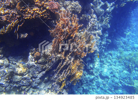Large sea fan coral Gorgonia growing on vertical reef wall with lobed coral Porites, brain coral 134923485