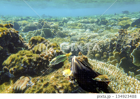 Lobed coral Porites, brain coral Diploria, finger coral Porites compressa and encrusting coral 134923488