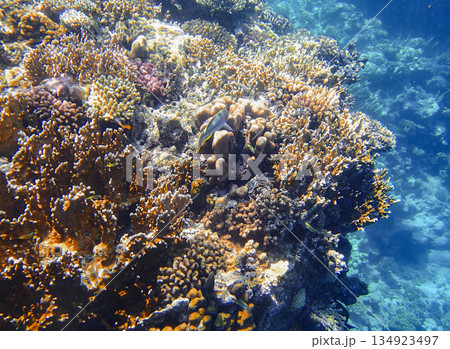 Orange shoulder surgeonfish Acanthurus olivaceus swimming among staghorn coral Acropora, brain coral 134923497