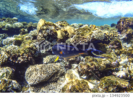 Sohal surgeonfish with vivid blue stripes and orange markings swimming among corals in the Red Sea, Sohal surgeonfish with vivid blue stripes and orange markings swimming among corals in the Red Sea, 134923500