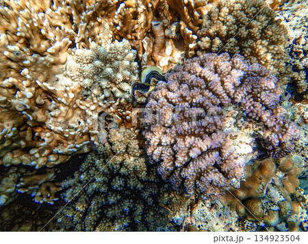 Close up view of colorful hard corals in the Red Sea, showing details of branching Acropora and Close up view of colorful hard corals in the Red Sea, showing details of branching Acropora and 134923504