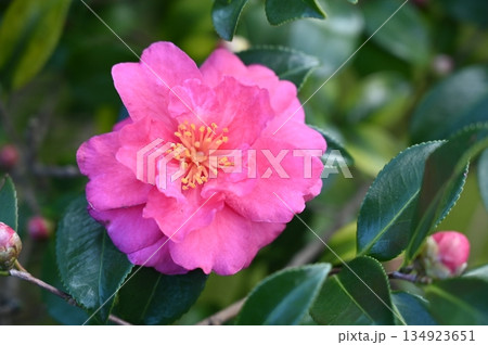 カンツバキ(ツバキ属)の常緑広葉樹 カンツバキ(ツバキ属)の常緑広葉樹 134923651