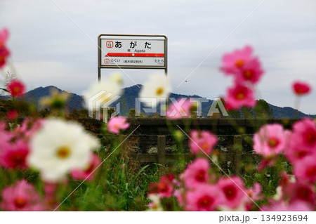 コスモスの揺れる駅… 伊勢崎線『県駅』 コスモスの揺れる駅… 伊勢崎線『県駅』 134923694