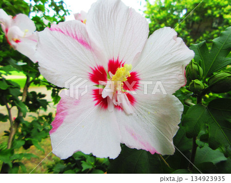 一輪のムクゲの花の風景 134923935