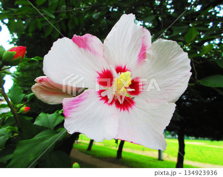 一輪のムクゲの花の風景 134923936
