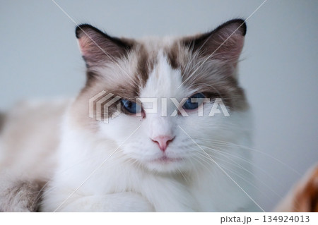 Cute, sleepy Ragdoll cat. Domestic cat 134924013