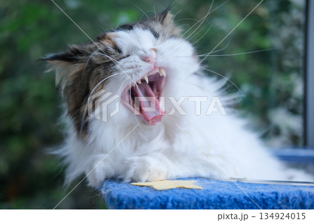 Close up of sleepy cute fluffy white cat in clear bowl on cat tree. Mixed breed cat between Maine Coon and Scottish Fold. 134924015