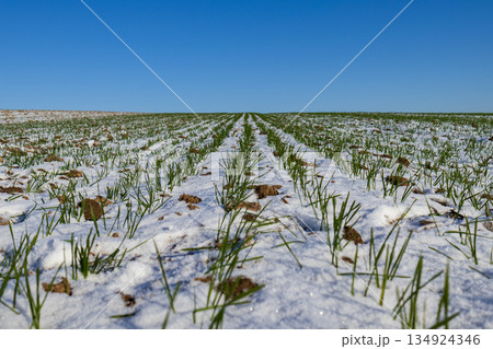 Wheat sprouts emerge from a snowy field in winter. The sun shines bright and the sky is clear with no clouds Wheat sprouts emerge from a snowy field in winter. The sun shines bright and the sky is clear with no clouds 134924346
