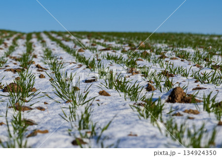 Fresh green wheat sprouts emerge from snowy ground in a winter field, showcasing nature's growth in a rural landscape 134924350