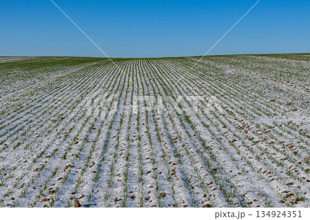 Wheat sprouts are visible in a winter field covered with snow. The scene shows rows of green plants reaching up from the ground 134924351
