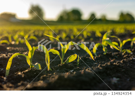 Corn seedlings are emerging from the dark soil in a field under morning light, indicating the start of their growth cycle Corn seedlings are emerging from the dark soil in a field under morning light, indicating the start of their growth cycle 134924354