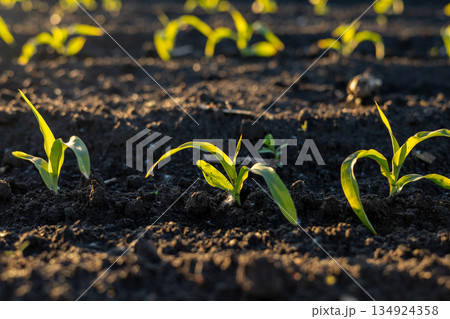 Small corn plants are growing in rows on dark soil with sunlight shining on their leaves during the spring season 134924358