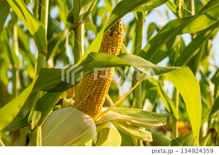 Corn plants display ripe cobs in a field as they grow in the sunlight during the harvest time of the year 134924359