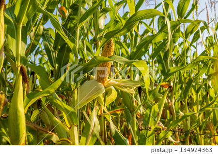 Mature maize cobs are visible among tall green plants in a corn field, indicating readiness for harvest in bright sunlight 134924363