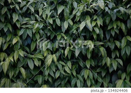 葉っぱの背景イメージ 葉っぱの背景イメージ 134924406