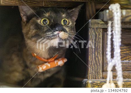 サビ猫 サビ猫 134924792