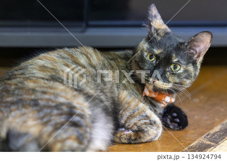 サビ猫 134924794