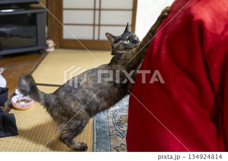 サビ猫 サビ猫 134924814