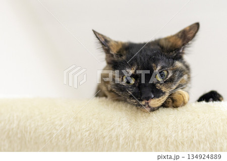 サビ猫 サビ猫 134924889