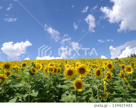 青空に向かって咲き誇る夏のひまわり畑 134925483