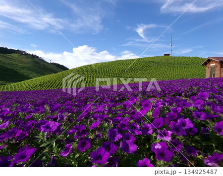 紫の花と緑の丘が織りなす爽やかな夏景色 紫の花と緑の丘が織りなす爽やかな夏景色 134925487