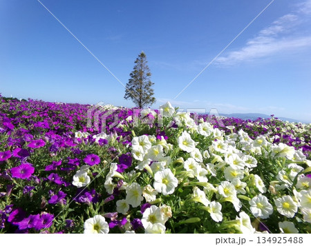 花畑の中に佇む一本の木と青空 花畑の中に佇む一本の木と青空 134925488