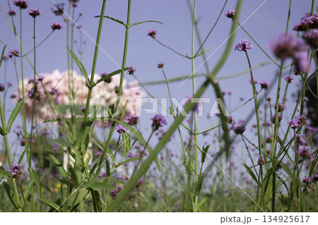 Variety plant decorate in landscaped garden,thailand 134925617