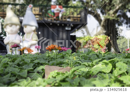 Variety plant decorate in landscaped garden,thailand 134925618
