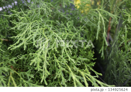 Variety plant decorate in landscaped garden,thailand Variety plant decorate in landscaped garden,thailand 134925624