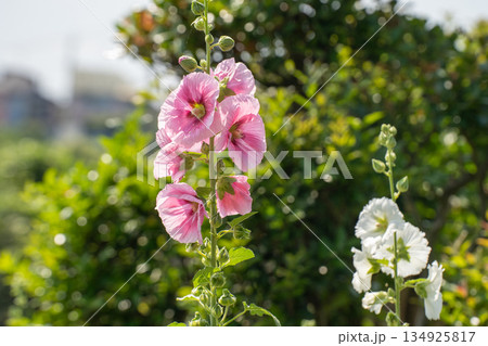 夏の庭に咲いたタチアオイの花 夏の庭に咲いたタチアオイの花 134925817