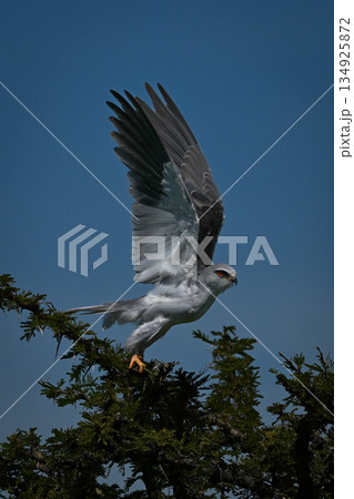 Black-winged kite flying away from leafy bush Black-winged kite flying away from leafy bush 134925872