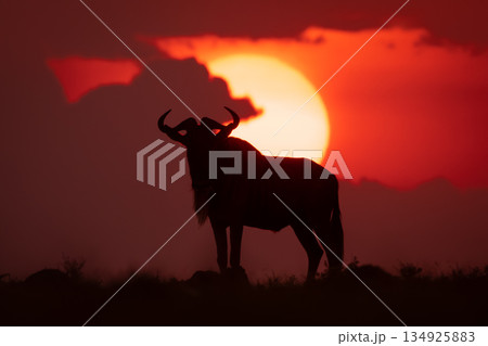 Blue wildebeest silhouette at sunset on skyline 134925883