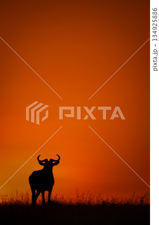 Blue wildebeest silhouette on horizon at sunup Blue wildebeest silhouette on horizon at sunup 134925886