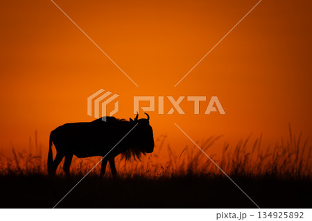 Blue wildebeest standing in silhouette on skyline Blue wildebeest standing in silhouette on skyline 134925892