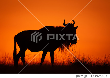 Blue wildebeest standing on horizon in silhouette Blue wildebeest standing on horizon in silhouette 134925893
