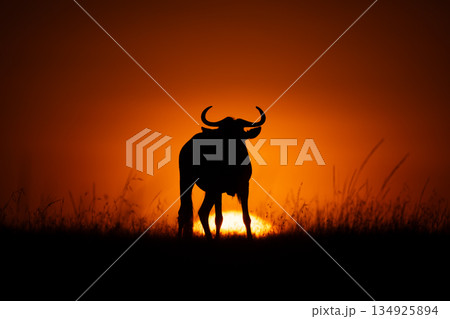 Blue wildebeest standing silhouetted as sun rises Blue wildebeest standing silhouetted as sun rises 134925894