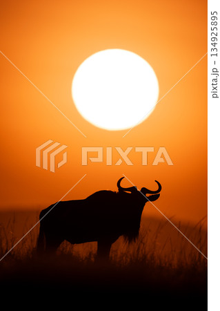 Blue wildebeest standing under sun on horizon 134925895
