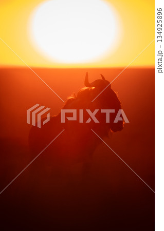 Blue wildebeest stands backlit as sun rises 134925896