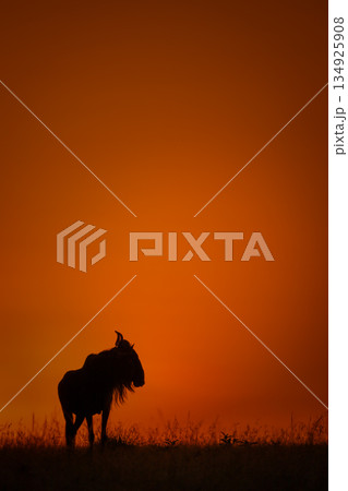 Blue wildebeest turns head silhouetted on horizon 134925908