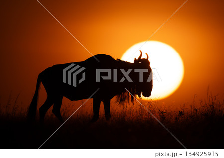 Blue wildebeest walks on horizon past sun 134925915