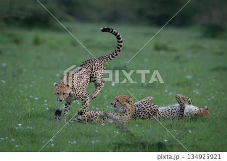Cheetah cub jumping over siblings on grass 134925921