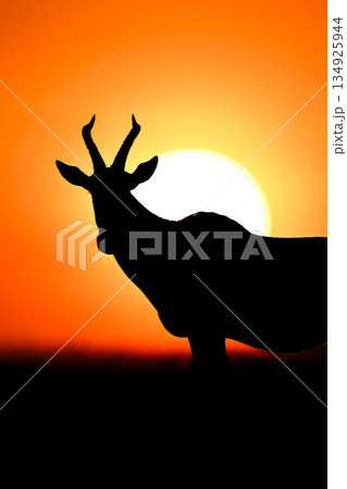Close-up of topi silhouetted over rising sun Close-up of topi silhouetted over rising sun 134925944