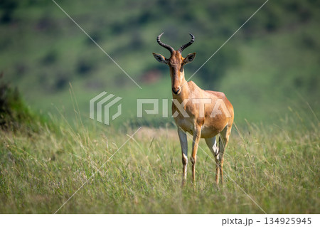 Coke hartebeest stands in grass facing camera Coke hartebeest stands in grass facing camera 134925945