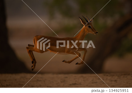 Young male impala gallops jumping in mid-air Young male impala gallops jumping in mid-air 134925951