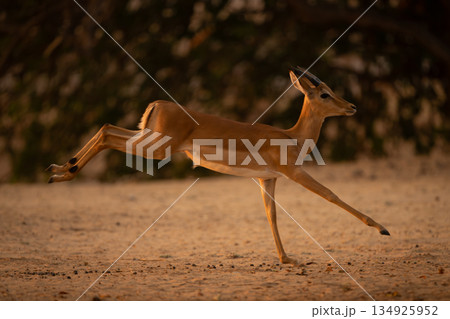 Young male impala gallops lifting hind legs Young male impala gallops lifting hind legs 134925952