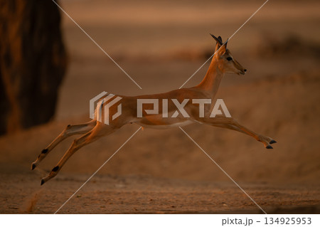Young male impala jumping across sandy clearing Young male impala jumping across sandy clearing 134925953
