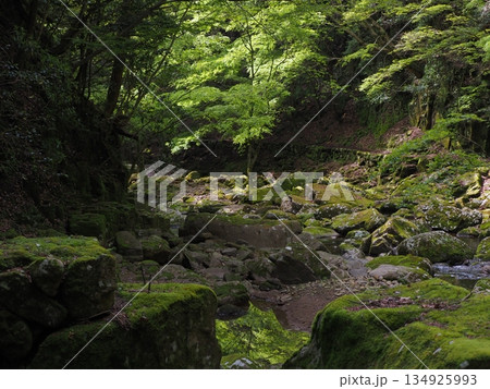 苔むした渓流と新緑の森　静かな日本の自然風景（赤目渓谷, 名張市, 三重県） 134925993