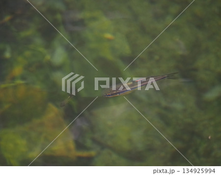 清流を泳ぐ小さな魚　透き通る水と自然の風景（赤目渓谷, 名張市, 三重県） 134925994